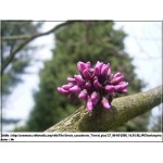 Cercis canadensis Forest Pansy - Judaszowiec kanadyjski Forest Pansy - różowo-fioletowe FOTO