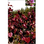 Cercis canadensis Forest Pansy - Judaszowiec kanadyjski Forest Pansy - różowo-fioletowe FOTO
