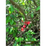 Chaenomeles japonica - Pigwowiec japoński - czerwone FOTO