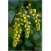Chiastophyllum oppositifolium - Chiastofil naprzeciwlistny - żółty, wys 15, kw 6/7 C0,5 