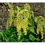 Chiastophyllum oppositifolium - Chiastofil naprzeciwlistny - żółty, wys 15, kw 6/7 C0,5 