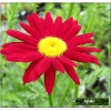 Chrysanthemum coccineum Robinson Red - Złocień różowy Robinson Red - czerwone, wys. 90, kw 6-8/9 FOTO