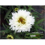 Chrysanthemum maximum Laspider - Złocień wielki Laspider - białe, wys. 40, kw. 6/10 C0,5 P