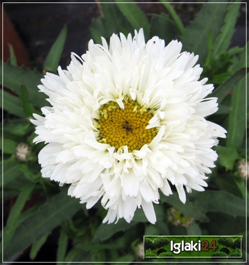 Chrysanthemum maximum Laspider - Złocień wielki Laspider - białe, wys. 40, kw. 6/10 C2 xxxy