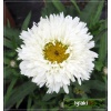 Chrysanthemum maximum Laspider - Złocień wielki Laspider - białe, wys. 40, kw. 6/10 C2 xxxy