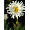 Chrysanthemum maximum Snowdrift - Złocień wielki Snowdrift - biały, wys. 70, kw 6-8/9 C0,5 xxxy