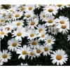 Chrysanthemum superbum Brightside - Złocień wielki Brightside - białe, wys. 80, kw 6/8 FOTO zzzz