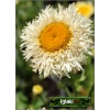Chrysanthemum superbum Real Galaxy - Złocień wielki Real Galaxy - białe, wys. 70, kw 6/9 FOTO