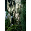 Cimicifuga racemosa cordifolia - Świecznica sercolistna - białe, wys. 100, kw 8/10 C2 zzzz xxxy