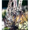 Cimicifuga ramosa Carbonella - Świecznica gałęzista Carbonella - Pluskwica prosta Carbonella - bordowy liść, wys. 150, kw. 8/10 C0,5 xxxy zzzz