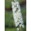 Cimicifuga ramosa - Świecznica gałęzista - Pluskwica groniasta - białe, wys. 200, kw 8/10 C2 xxxy