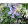 Clematis integrifolia Arabella - Powojnik całolistny Arabella - fioletowo-niebieskie FOTO