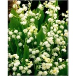 Convallaria majalis - Konwalia majowa - biały, wys 20, kw 5 C0,5