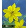 Coreopsis verticillata Zagreb - Nachyłek okółkowy Zagreb - żółty, wys 40, kw 6/9 C0,5