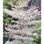 Cornus alternifolia Argentea - Dereń skrętolistny Argentea - białe FOTO