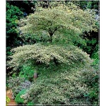 Cornus alternifolia Argentea - Dereń skrętolistny Argentea - białe FOTO
