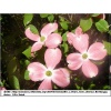 Cornus florida Rubra - Dereń kwiecisty Rubra - różowe FOTO