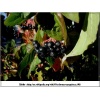 Cornus sanguinea - Dereń świdwa - białe FOTO