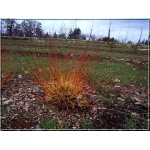 Cornus sanguinea Midwinter Fire - Dereń świdwa Midwinter Fire - białe FOTO
