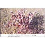 Cornus sericea - Dereń rozłogowy - białe FOTO 
