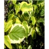 Cornus sericea Hedgerows Gold - Dereń rozłogowy Hedgerows Gold - białe FOTO