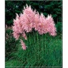 Cortaderia selloana Pink Feather - Trawa pampasowa Pink Feather - różowa - ozdobne puszyste kłosy różowe, wys 250, kw 9 C2