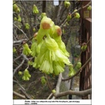 Corylopsis spicata - Leszczynowiec kłosowy FOTO 