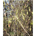 Corylopsis spicata - Leszczynowiec kłosowy FOTO 