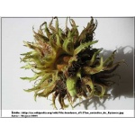 Corylus colurna - Leszczyna turecka FOTO
