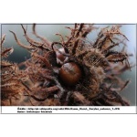 Corylus colurna - Leszczyna turecka FOTO