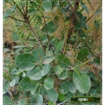 Cotinus coggygria - Perukowiec podolski FOTO