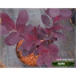 Cotinus coggygria Royal Purple - Perukowiec podolski Royal Purple FOTO 