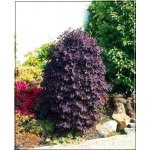 Cotinus coggygria Royal Purple - Perukowiec podolski Royal Purple FOTO 
