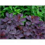 Cotinus coggygria Royal Purple - Perukowiec podolski Royal Purple PA FOTO