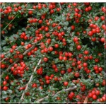 Cotoneaster adpressus - Irga położona - Cotoneaster praecox - Irga pozioma FOTO