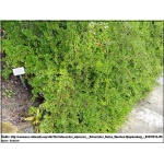 Cotoneaster adpressus - Irga położona - Cotoneaster praecox - Irga pozioma FOTO