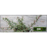 Cotoneaster dammeri Eichholz - Irga Damera Eichholz - Cotoneaster radicans Eichholz - Irga płożąca Eichholz C1,5 10-20x20-30cm