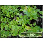 Cotoneaster lucidus - Cotoneaster acutifolius - Irga błyszcząca C2 20-30cm