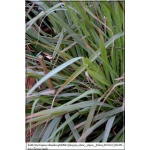 Cymbopogon citratus - Trawa cytrynowa - Palczatka cytrynowa - wys. 100, kw 8/10 FOTO 
