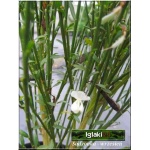 Cytisus praecox Albus - Żarnowiec wczesny Albus - białe FOTO
