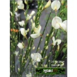 Cytisus praecox Albus - Żarnowiec wczesny Albus - białe FOTO
