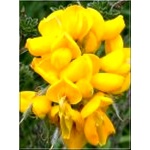 Cytisus praecox Allgold - Szczodrzeniec wczesny Allgold - żółte FOTO