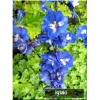 Delphinium cultorum Blue Birdt - Ostróżka ogrodowa Blue Bird - niebieski jaskrawy,  wys. 180, kw. 6-9 C2 xxxy