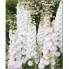 Delphinium cultorum MFoutain Pure White - Ostróżka ogrodowa MFoutain Pure White - białe, wys. 90, kw. 6/9 FOTO