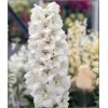 Delphinium cultorum Pacific Galahad - Ostróżka ogrodowa Pacific Galahad - biały, wys 40, kw 6/9 FOTO