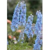 Delphinium cultorum Summer Skies - Ostróżka ogrodowa Summer Skies - niebieskie, wys 180, kw 6/7, 8/9 C0,5 xxxy