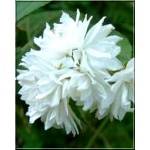 Deutzia magnifica - Żylistek okazały - białe FOTO 
