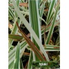Dianella tasmanica Variegatus - Dianella Variegatus - zielono-białe, wys. 100, kw. 5/7 FOTO  