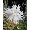 Dianthus arenarius f. nanus Little Maiden - Goździk piaskowy Little Maiden - białe, wys. 15, kw 7/9 C0,5