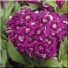 Dianthus barbatus Barbarini Purple - Goździk brodaty Barbarini Purple - purpurowo-fioletowe, wys. 20, kw. 6/8 FOTO zzzz